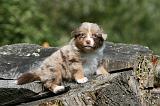 BERGER AUSTRALIEN PUPPIES 814